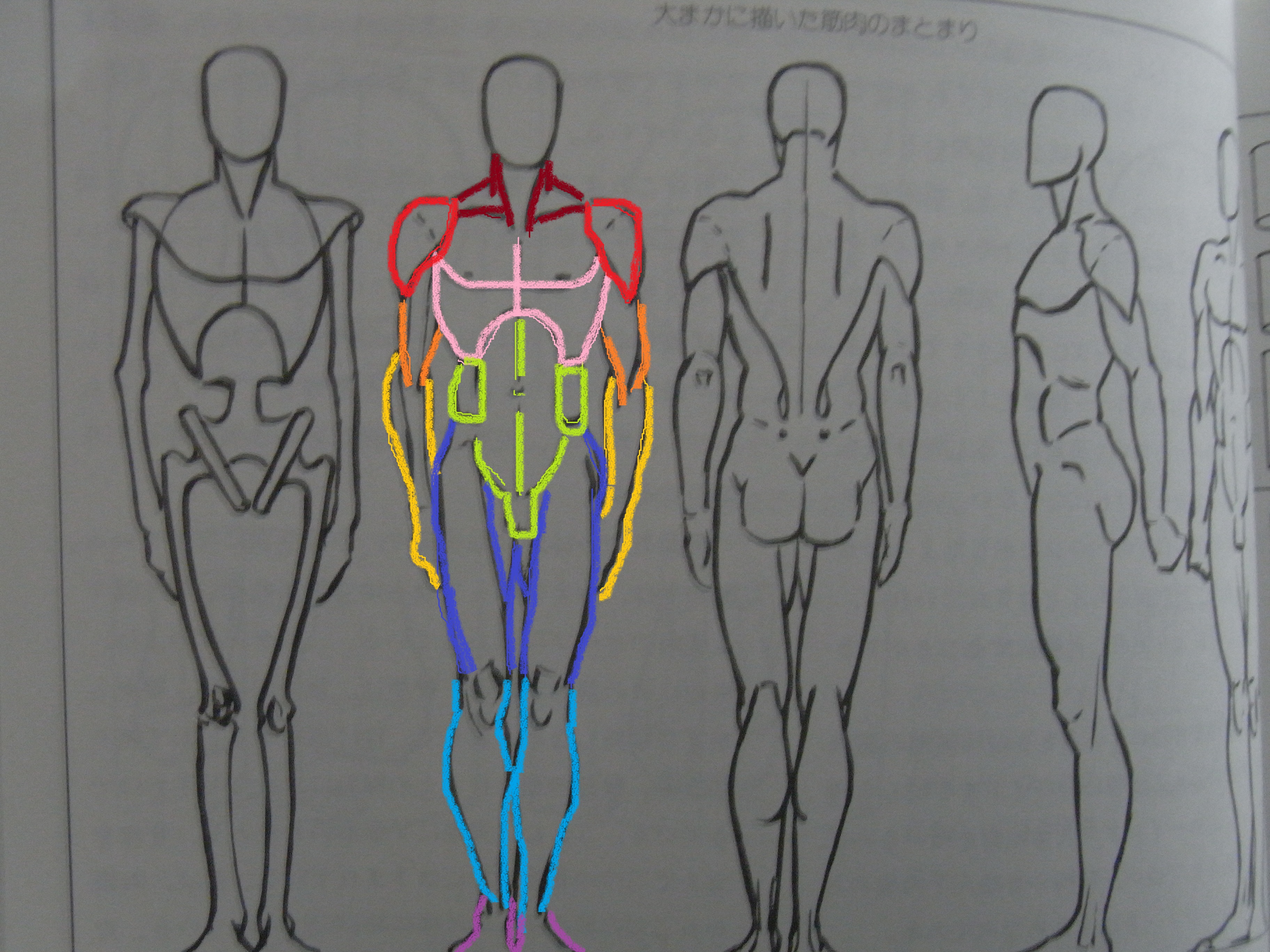 骨格に肉付けするにはどのように描くべき 人体の遠近法はトイレットペーパー まったりお悩み解決ノート