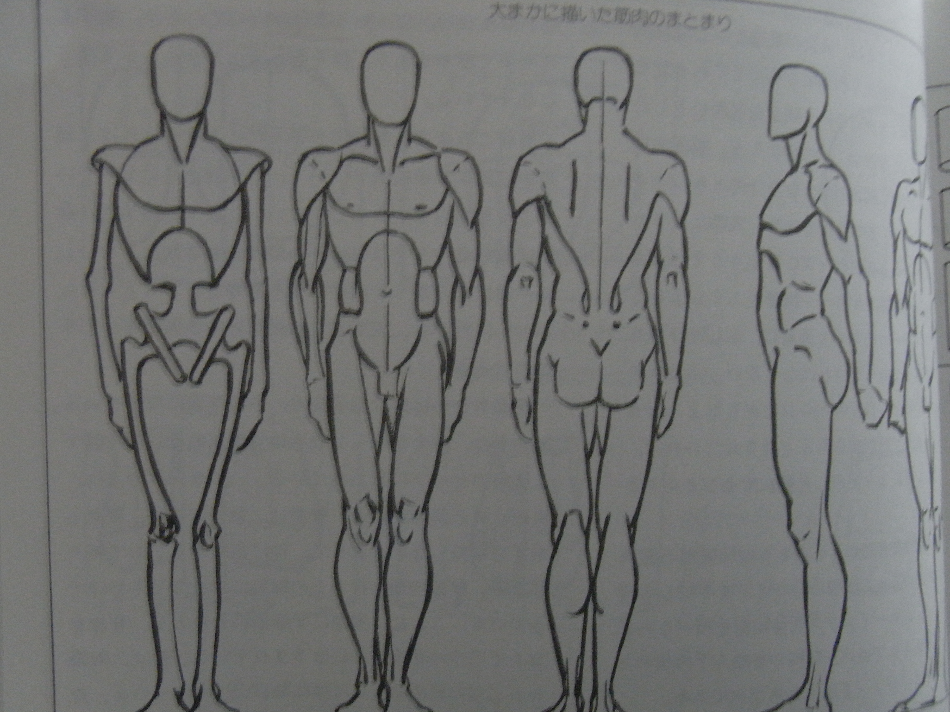 骨格に肉付けするにはどのように描くべき 人体の遠近法はトイレットペーパー まったりお悩み解決ノート