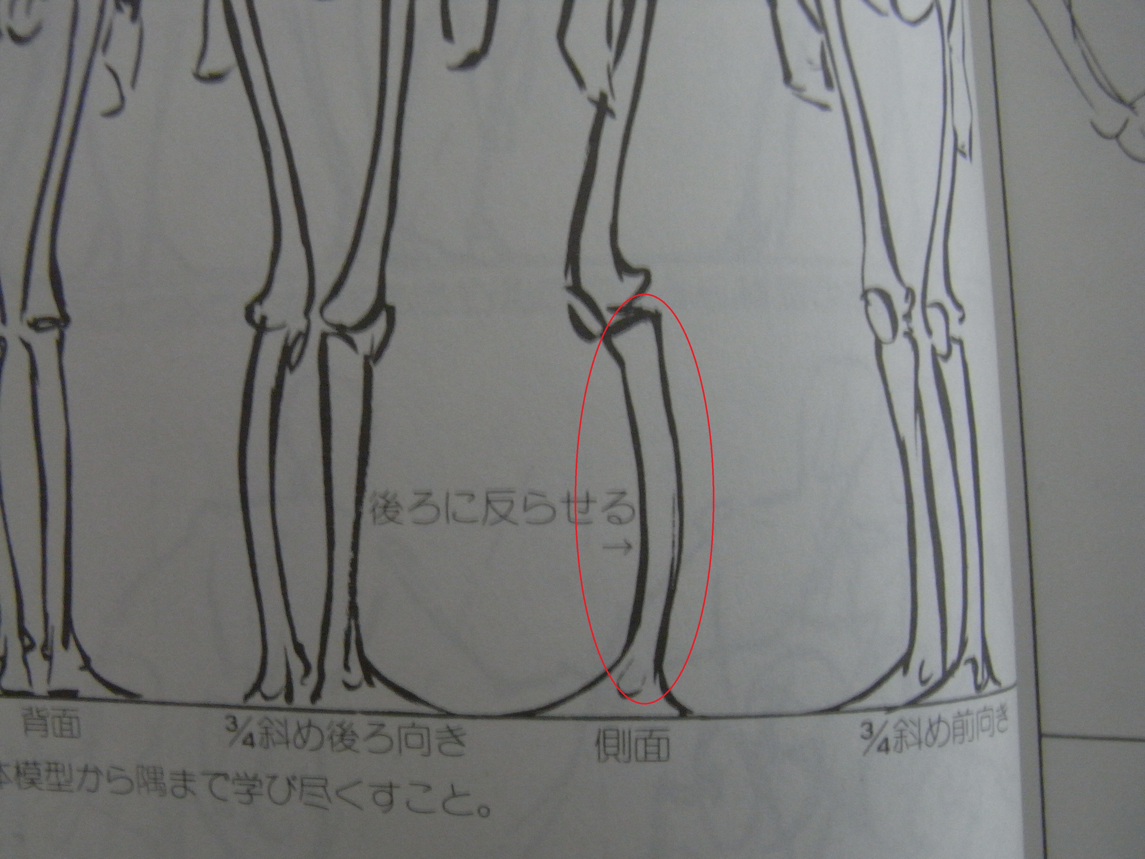 人体模型の骨格を描く練習は意味があるの まったりお悩み解決ノート