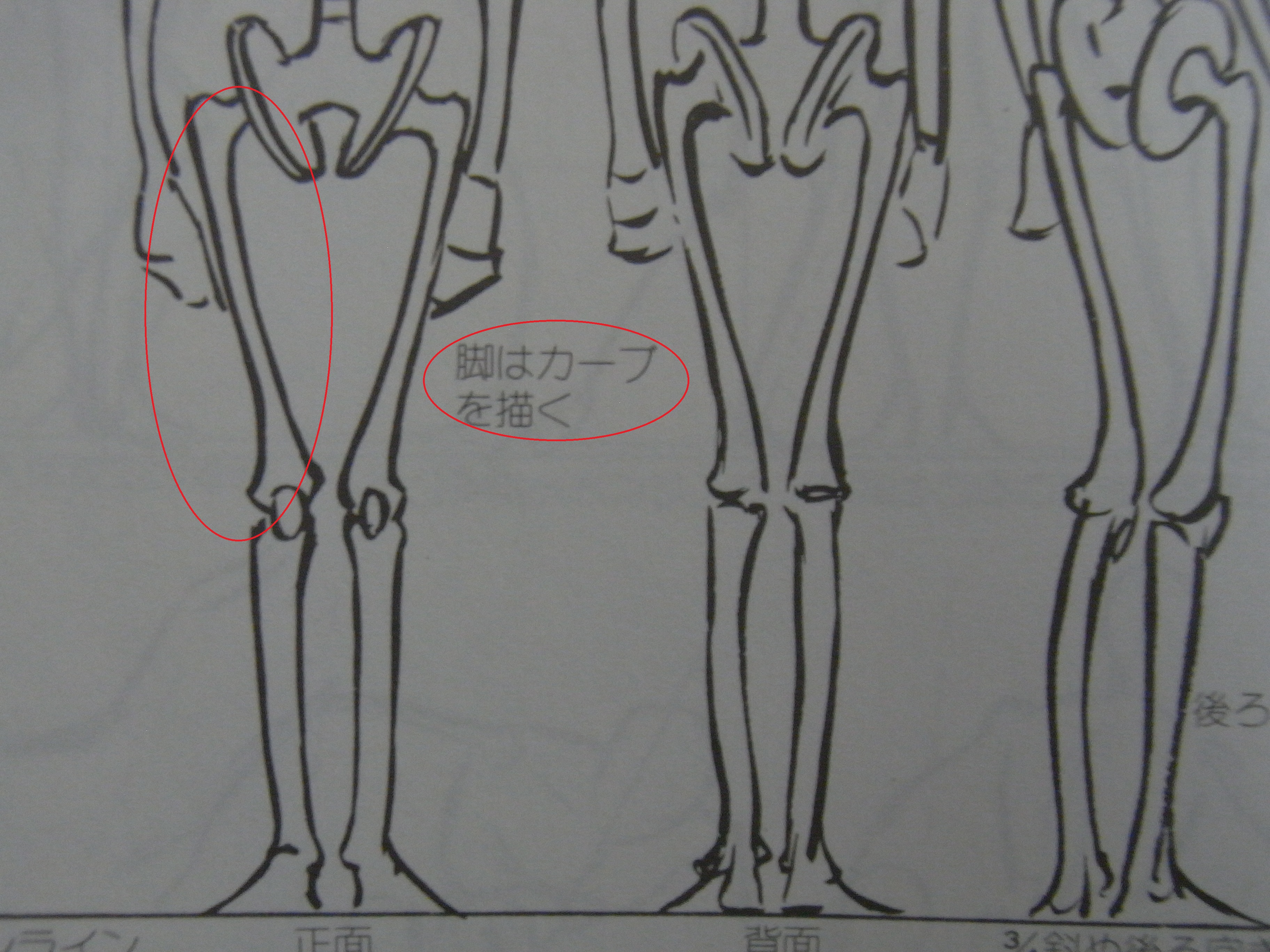 人体模型の骨格を描く練習は意味があるの まったりお悩み解決ノート